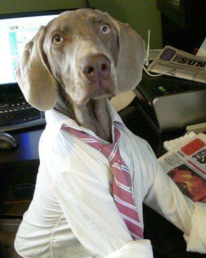 27 Best Office Dogs Images On Pinterest Funny Dogs, Funny Stuff - 300x376 - jpeg Working Late Office Animal