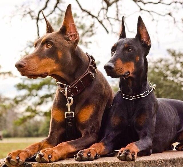 Male And Female Doberman Pinschers Dobermanpinscher Dog