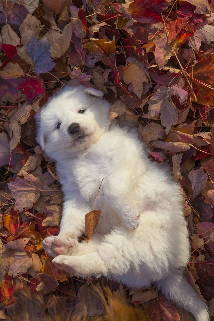 Great Pyrenees Puppy