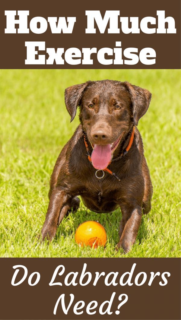 How Much Exercise Does a Labrador Need? in 2020 Labrador