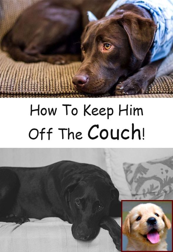 House Training A Puppy With Pee Pads And Clicker Training Tracking