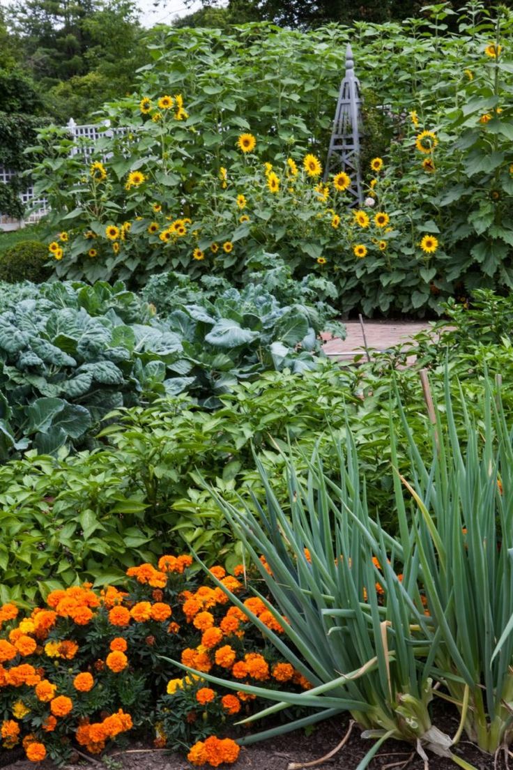 Herb Garden Design Examples 558 best plantings images on pinterest | garden ideas, gardens and Herb Garden Design Examples 558 best plantings images on pinterest | garden ideas, gardens and