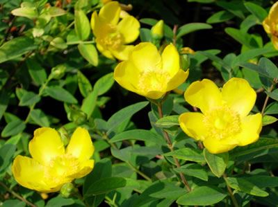 43 Best Mellow Yellow Plants Images On Pinterest Find This Pin And More On Mellow Yellow Plants By Coblands
