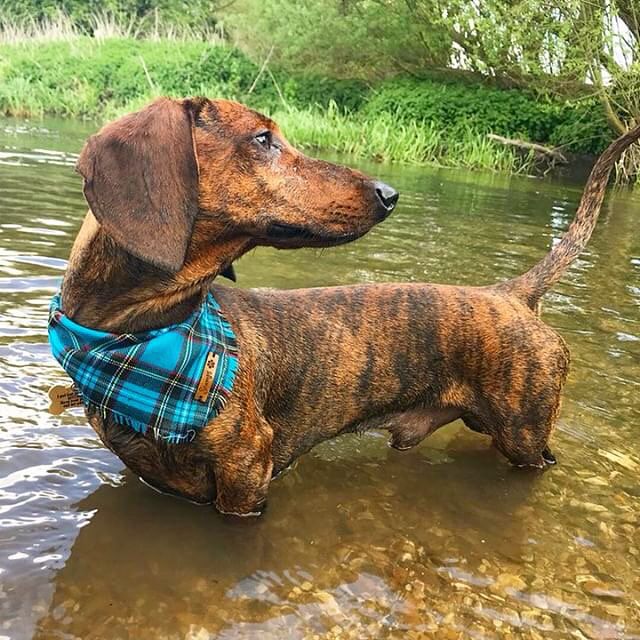 Brindle Dachshund Brindle Dachshunds Brindle Sausage Dogs Brindle