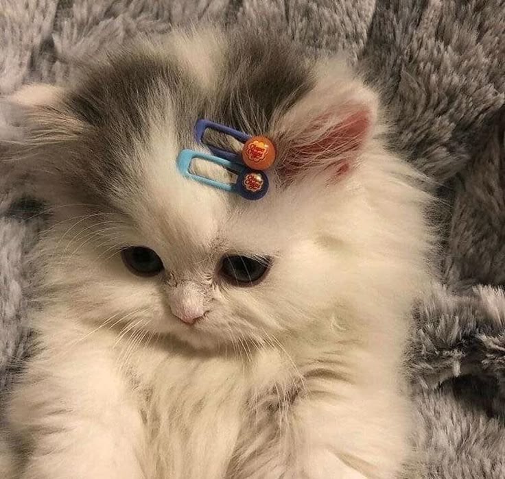 Cat Cats Catsofinstagram Of Catstagram Instagram Instacat Catlover Catlovers Kitten Kitty Meow Pet Cute Dog Baby Cats Cute Baby Cats Pretty Cats