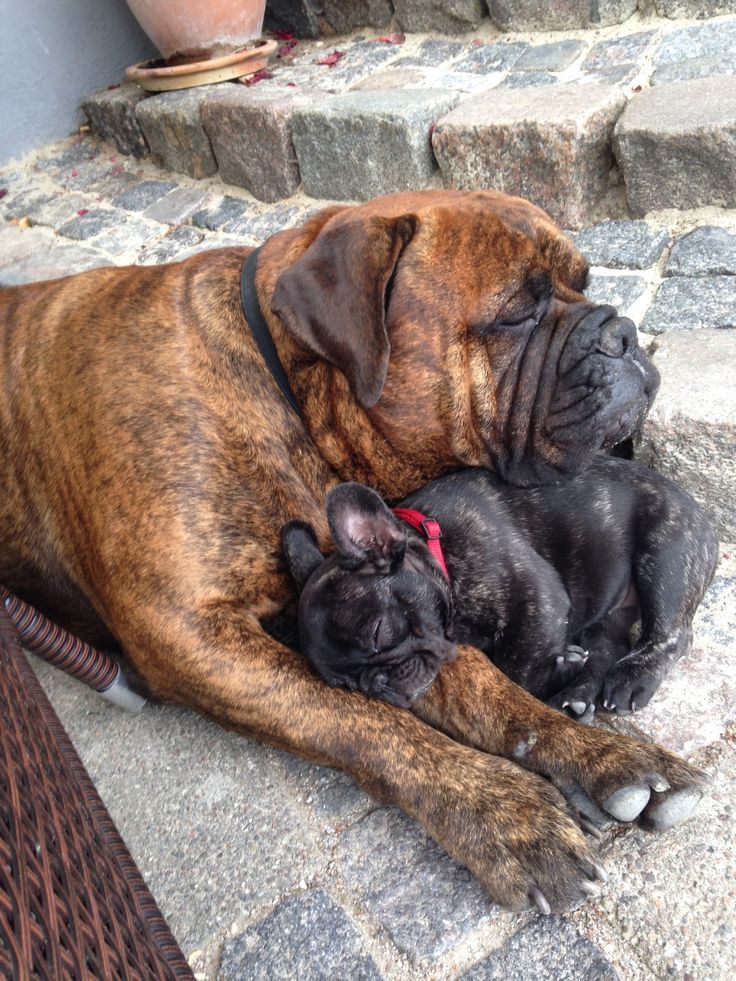 Best Big Gentle Dogs Best Big Gentle Dogs