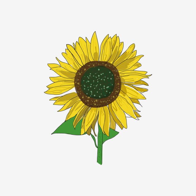ボード 手描きのヒマワリの写真コレクション 無料のpngデザイン 背景の壁紙ダウンロード のピン ボード 手描きのヒマワリの写真コレクション 無料のpngデザイン 背景の壁紙ダウンロード のピン