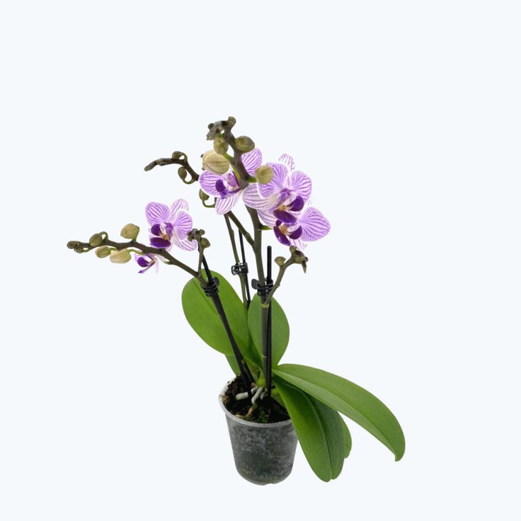 46+ Garten Orchideen Kaufen, Gartenorchideen können schon im