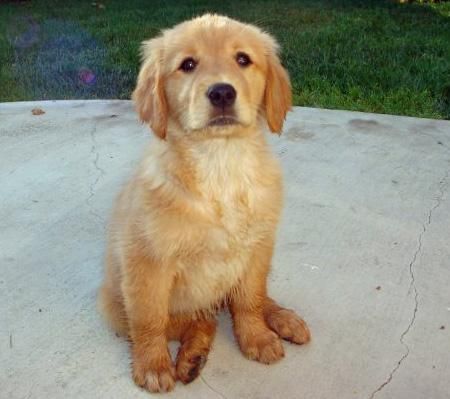 golden cocker retriever adoption the 25 best golden cocker retriever ideas on cocker spaniel mix golden golden cocker retriever adoption the 25 best golden cocker retriever ideas on cocker spaniel mix golden