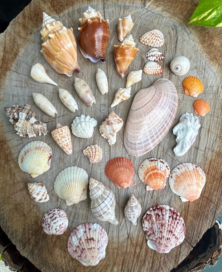 Sanibel Island Seashells Seashell Collection Beach Decor Coastal 3fc4b0a83e432be8e183e334a75b58bf