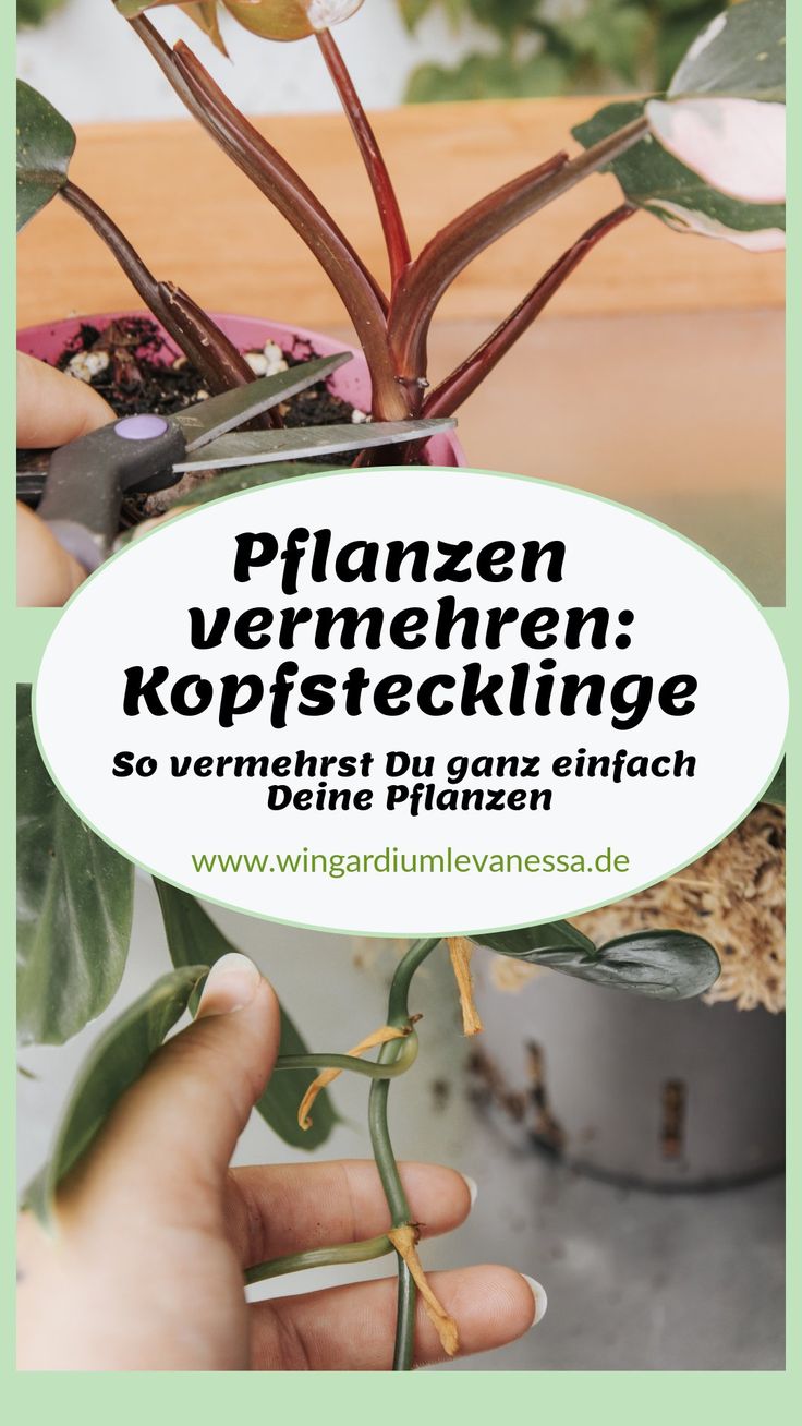 Pflanzen vermehren: Kopfstecklinge Stecklinge Pflanzen