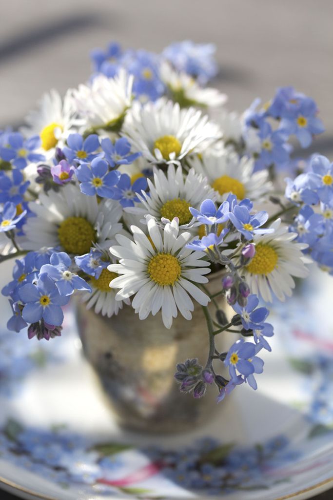 Best 25+ Forget me not ideas on Pinterest Forget me not Best 25+ Forget me not ideas on Pinterest Forget me not