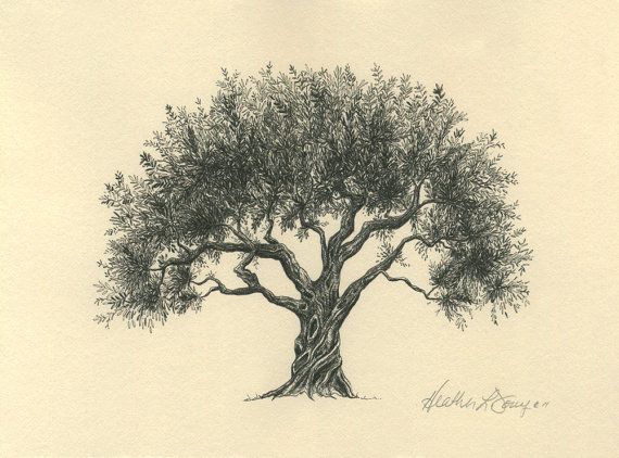 25 trending olive tree tattoos ideas on pinterest tree 25 trending olive tree tattoos ideas on pinterest tree