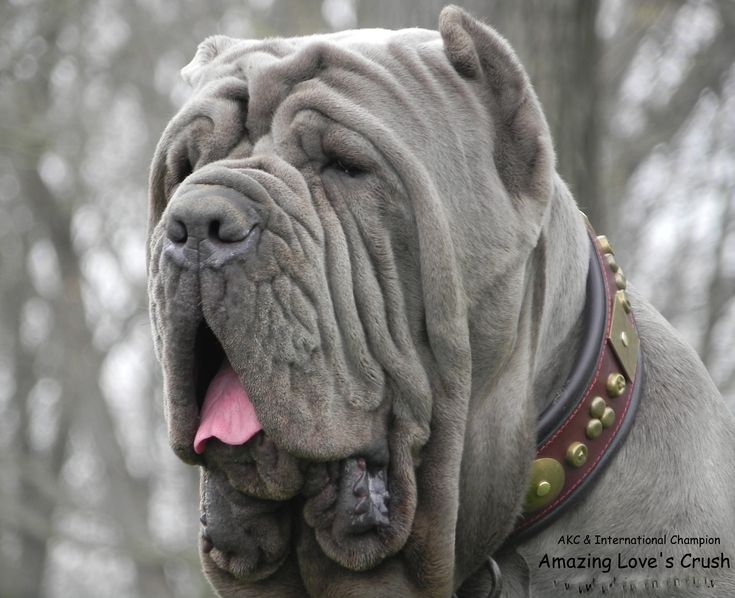 Good Natured Big Dogs Good Natured Big Dogs