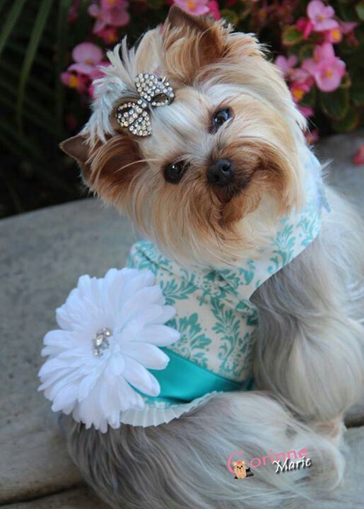 clothes for teacup yorkies 403 best dressed up yorkie images on yorkie terriers and yorkies clothes for teacup yorkies 403 best dressed up yorkie images on yorkie terriers and yorkies