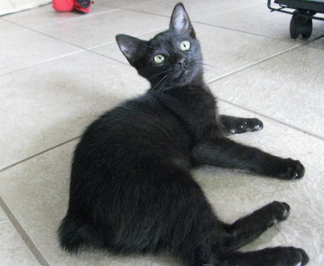 Pictures of Manx Cat Breed Manx kittens, Cat breeds, Manx Pictures of Manx Cat Breed Manx kittens, Cat breeds, Manx