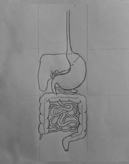 How to draw human digestive system