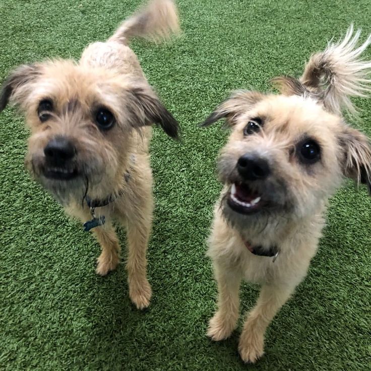 Bao Bao And Wonton Cairnterrier Cairns Cairnterriers