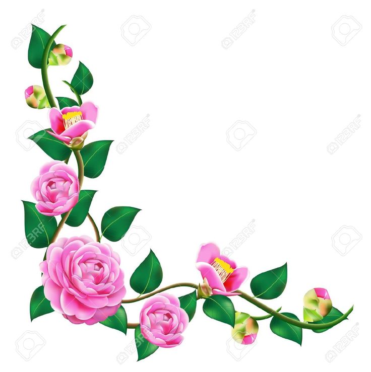 Camellia Flower Line Drawing : Camellia draw line pesquisa google camellias