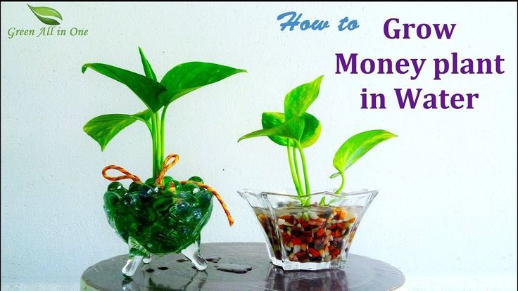 How to Grow Money plant In Water|Money plant Growing Ideas|Money plant Decoratio – Money Plants How to Grow Money plant In Water|Money plant Growing Ideas|Money plant Decoratio – Money Plants