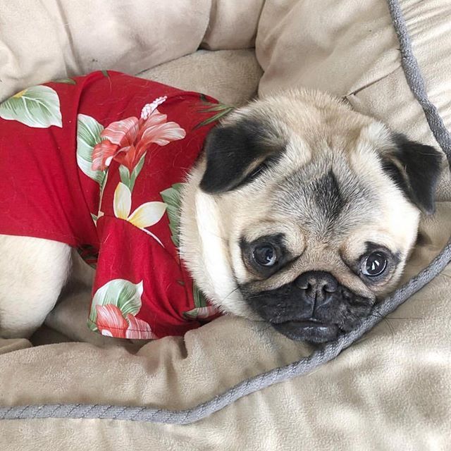 Pin On Pug Stuff