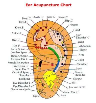 26 best ear reflexology images on pinterest ear ear reflex points chart