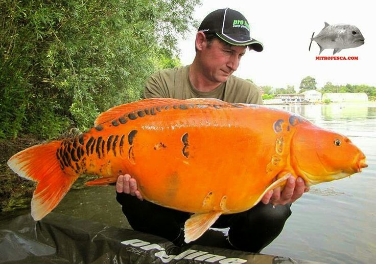 Koi Wild Koi Wild