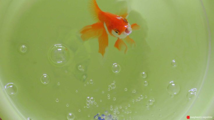 塩水浴 その3 初心者でも安心の塩水浴の方法 金魚飼育マニュアル 木苺共和国 金魚 飼育 金魚 木苺 塩水浴 その3 初心者でも安心の塩水浴の方法 金魚飼育マニュアル 木苺共和国 金魚 飼育 金魚 木苺