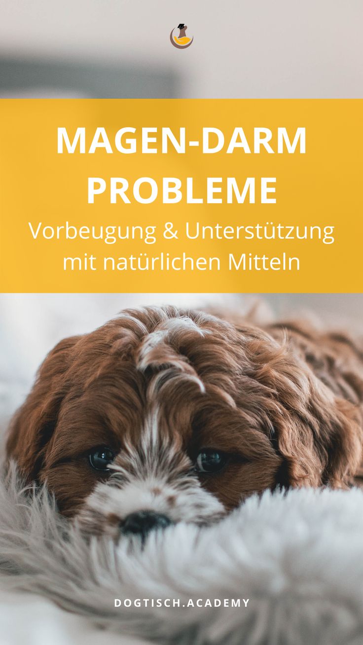 MagenDarmProbleme beim Hund > Vorbeugung und Unterstützung mit