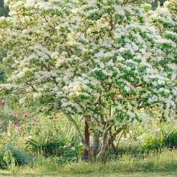 Best 25 White Flowering Trees Ideas On Pinterest Hydrangea Tree Hawthorn Announces Early Summer With Its Sprays Of White Flowers Pollinators Such As