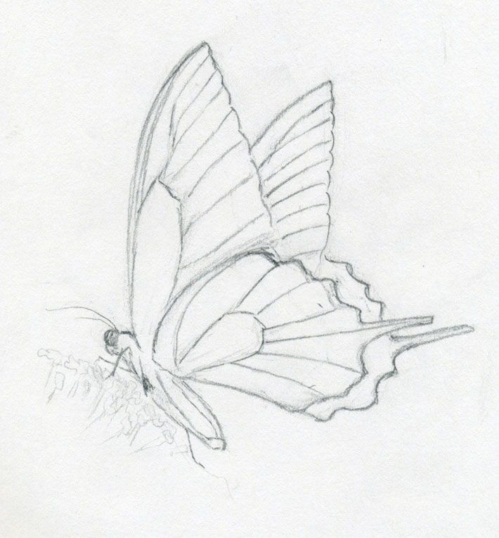 butterfly drawings make butterfly sketch quickly and easily speed