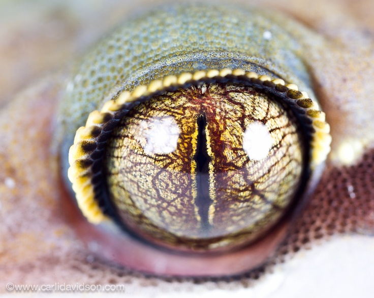 Gecko Eye By Carli Davidson Eyes Animal Photography Amazing Nature Gecko Eye By Carli Davidson Eyes Animal Photography Amazing Nature