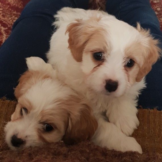 Stunning F1 Cavachon Puppy For Sale Cavachon Cavachon Puppies
