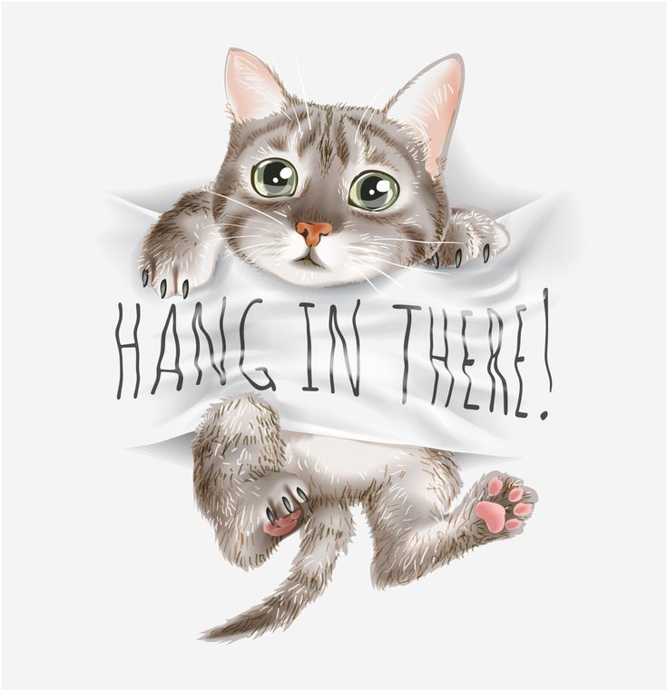 hang in there cat pic hang in there cat pic