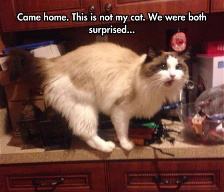 Crazy Cat Lady Internet Hookup Video Funny Crazy Cat Lady Internet Hookup Video Funny