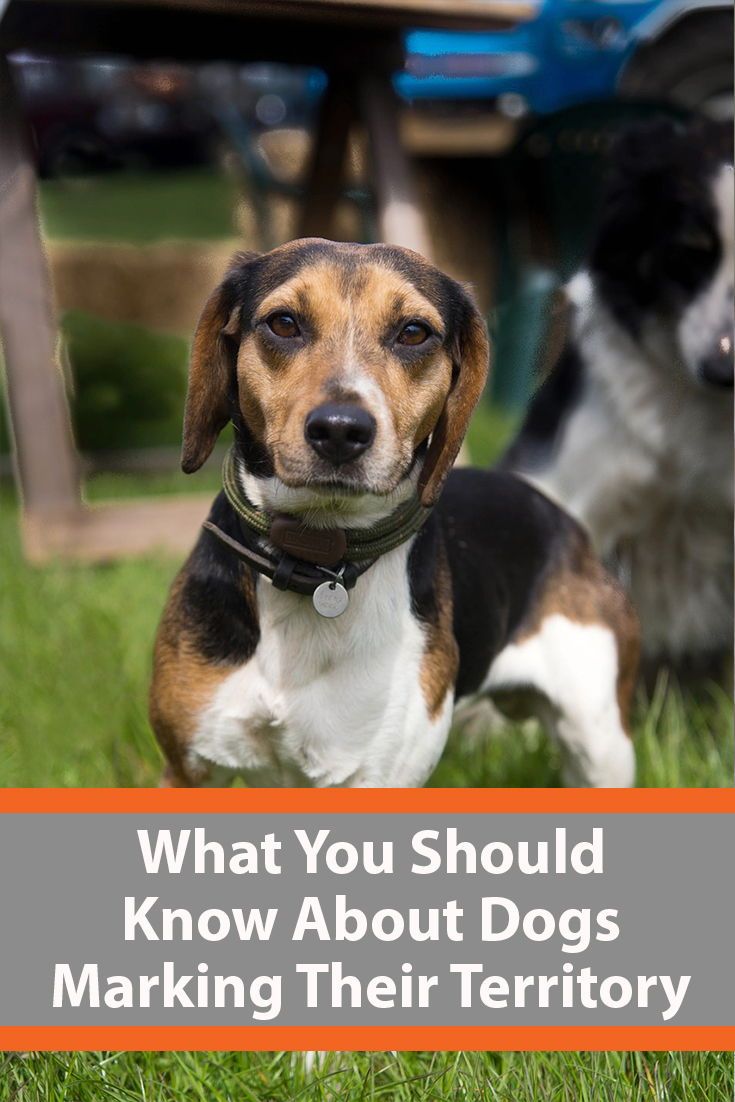 Why Do Dogs Mark Territory Dog Lovers Dogs Dog Behavior