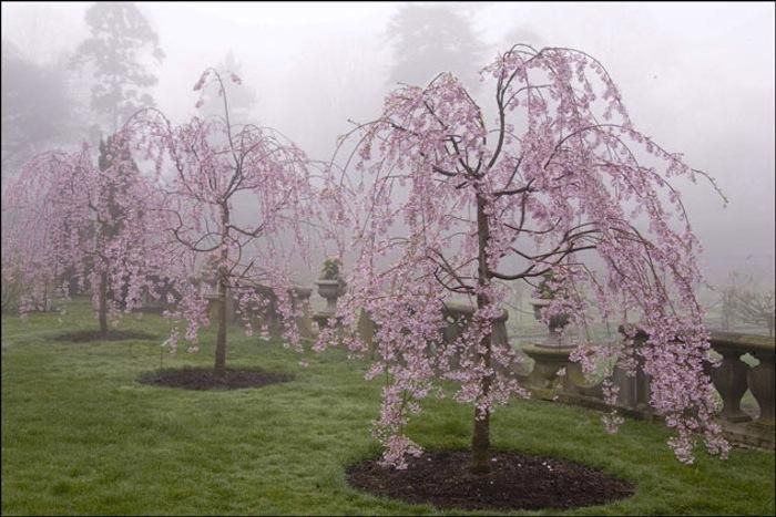 weeping cherry tree 6 foot best 25 weeping cherry tree ideas on weeping trees definition and weeping cherry tree 6 foot best 25 weeping cherry tree ideas on weeping trees definition and