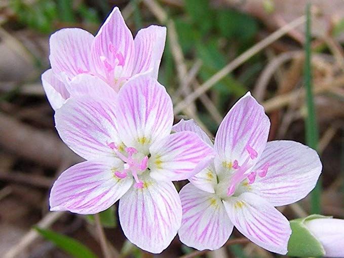 Amazon.com : Spring Beauty Flowers Seed (Claytonia ...