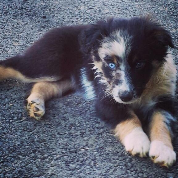 7 month old australian shepherd puppy best 25 aussie dogs ideas on pinterest mini aussie mini aussie 7 month old australian shepherd puppy best 25 aussie dogs ideas on pinterest mini aussie mini aussie
