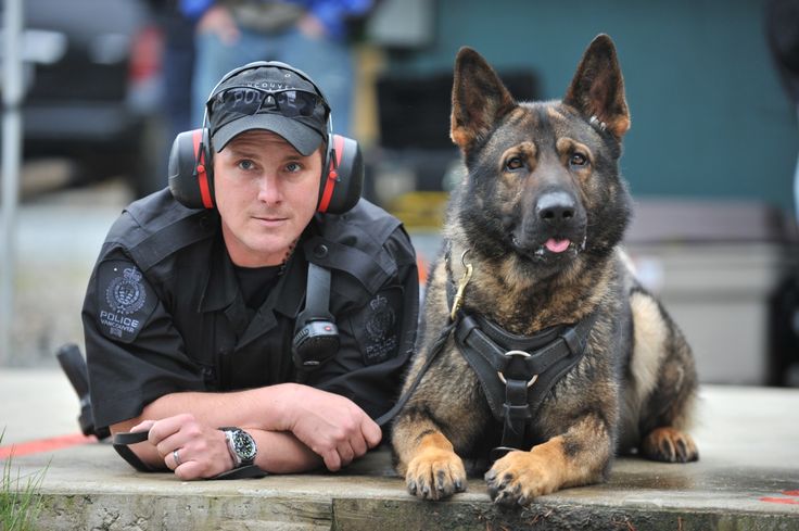 Pictures Of K9 Police Dogs Working Dogs Military Working Dogs Funny Dogs