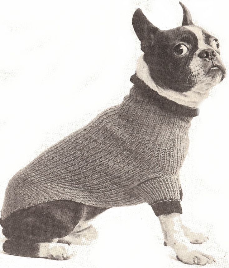 Knitted Dog Jacket Pattern Free Knitted Dog Jacket Pattern Free