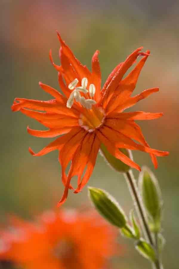 Best 25 Orange Flowers Ideas On Pinterest Beautiful Silene Laciniata Jack Flash Wonderful Flowersorange