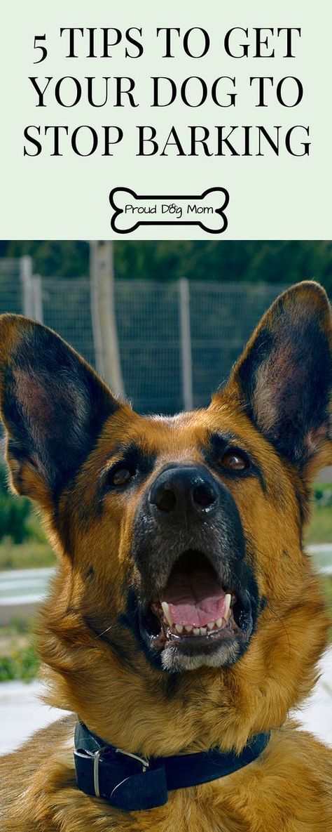 puppy wont stop barking in crate 34967 best dogs dogs dogs images on doggies dogs and pets puppy wont stop barking in crate 34967 best dogs dogs dogs images on doggies dogs and pets