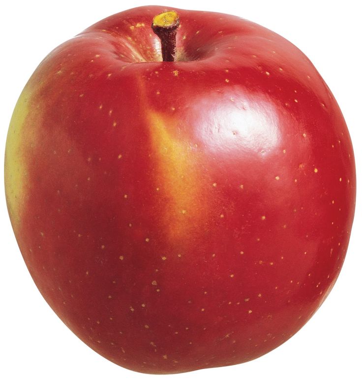 Google Can Dogs Have Pears Google Can Dogs Have Pears