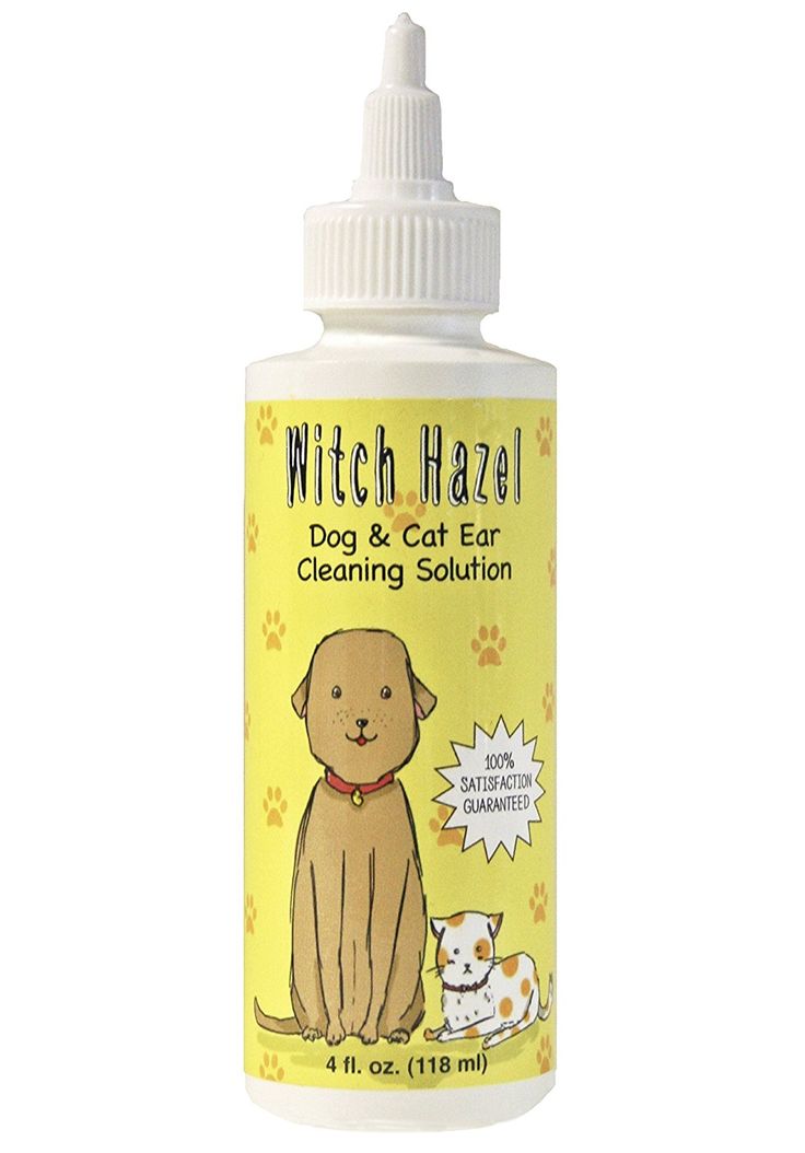 Cleaning Cat S Ears With Witch Hazel Cleaning Cat S Ears With Witch Hazel