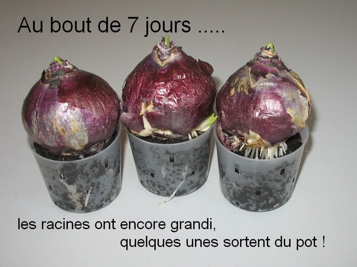 les 20 meilleures id 233 es de la cat 233 gorie ombrage de sourcils sur formes de sourcils les 25 meilleures id 233 es de la cat 233 gorie amaryllis flower viewinvite co les 20 meilleures id 233 es de la cat 233 gorie ombrage de sourcils sur formes de sourcils les 25 meilleures id 233 es de la cat 233 gorie amaryllis flower viewinvite co