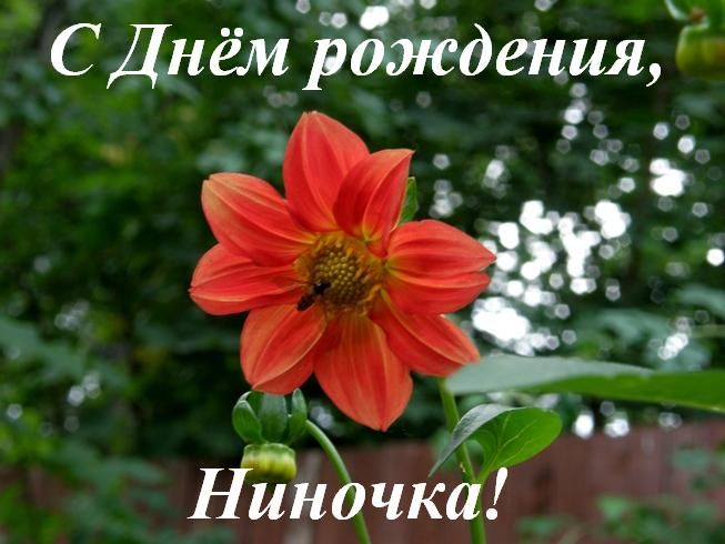 из-за картинки на тему нина получилась