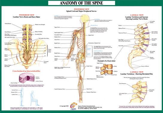 Spinal Nerves Anatomy Chart | Spinal nerves anatomy, Nerve anatomy