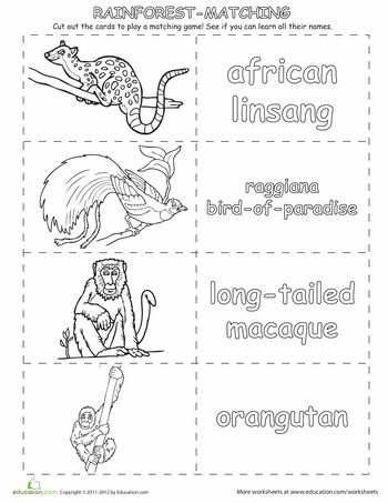 on this jungle adventure your little explorer will learn his rainforest animals just color - Pictures Of Rainforest Animals To Color on this jungle adventure your little explorer will learn his rainforest animals just color - Pictures Of Rainforest Animals To Color