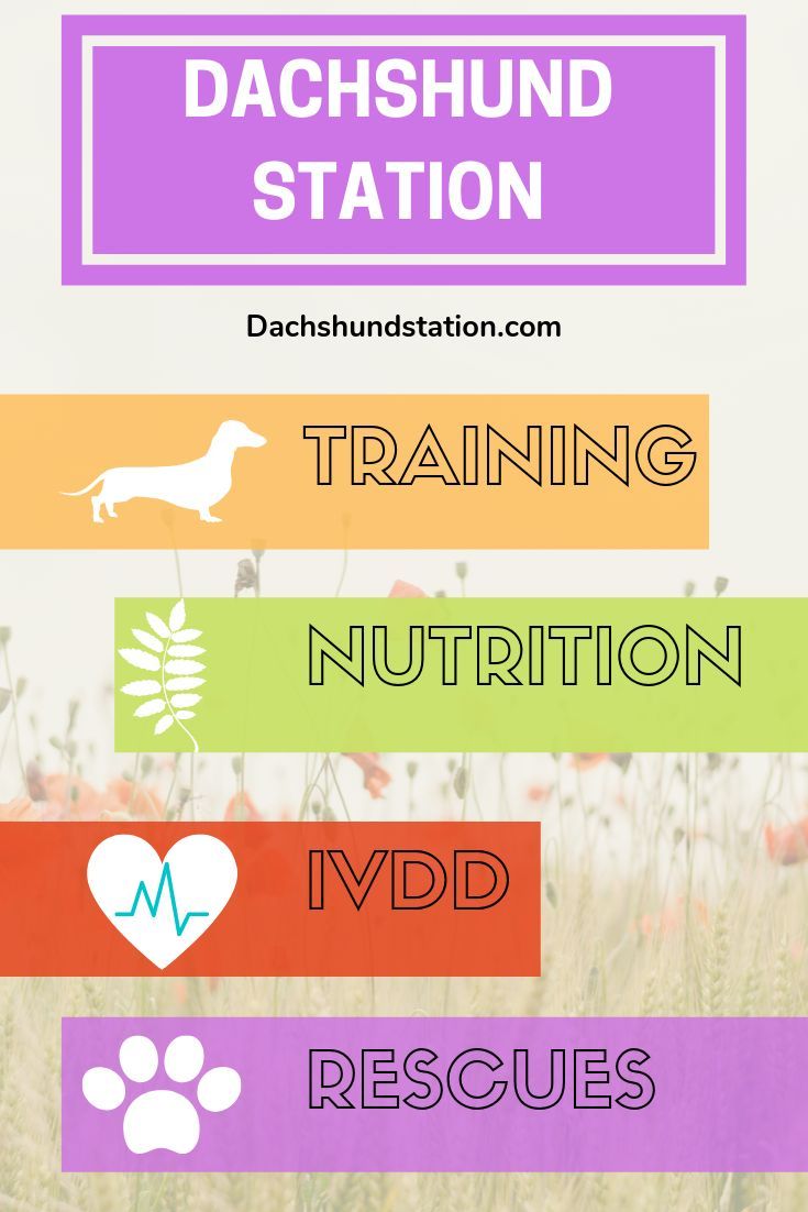 Check Out Dachshund Station For All Your Dachshund Needs